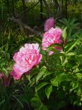 Paeonia lactiflora