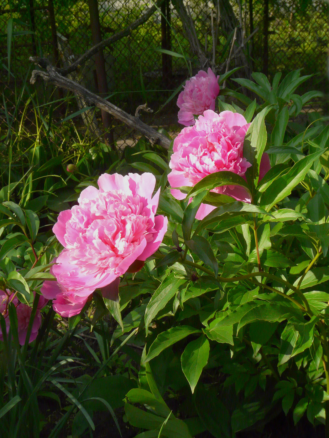 Изображение особи Paeonia lactiflora.