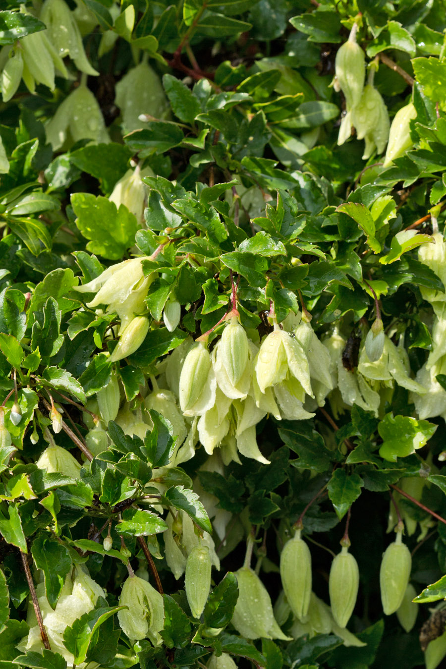 Image of Clematis cirrhosa specimen.