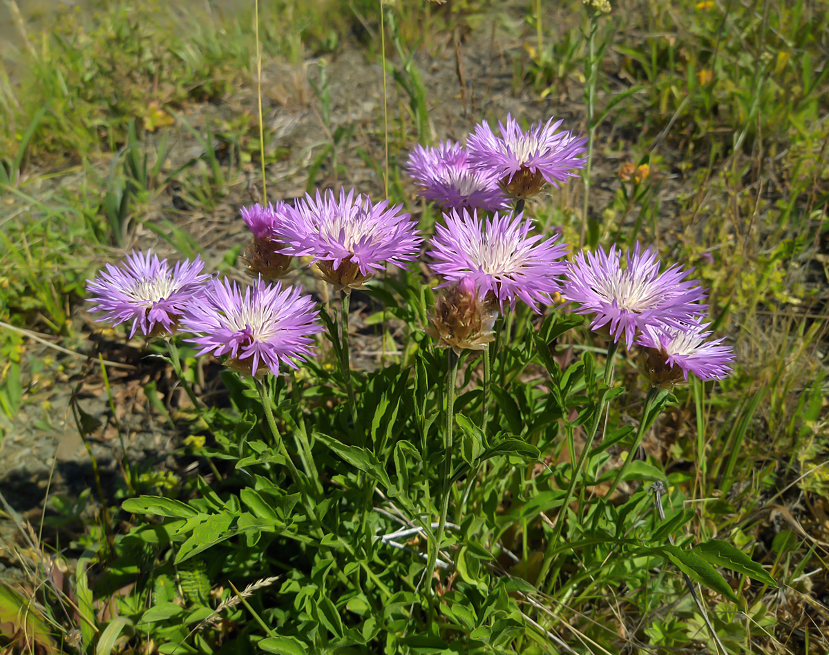 Изображение особи Psephellus caucasicus.