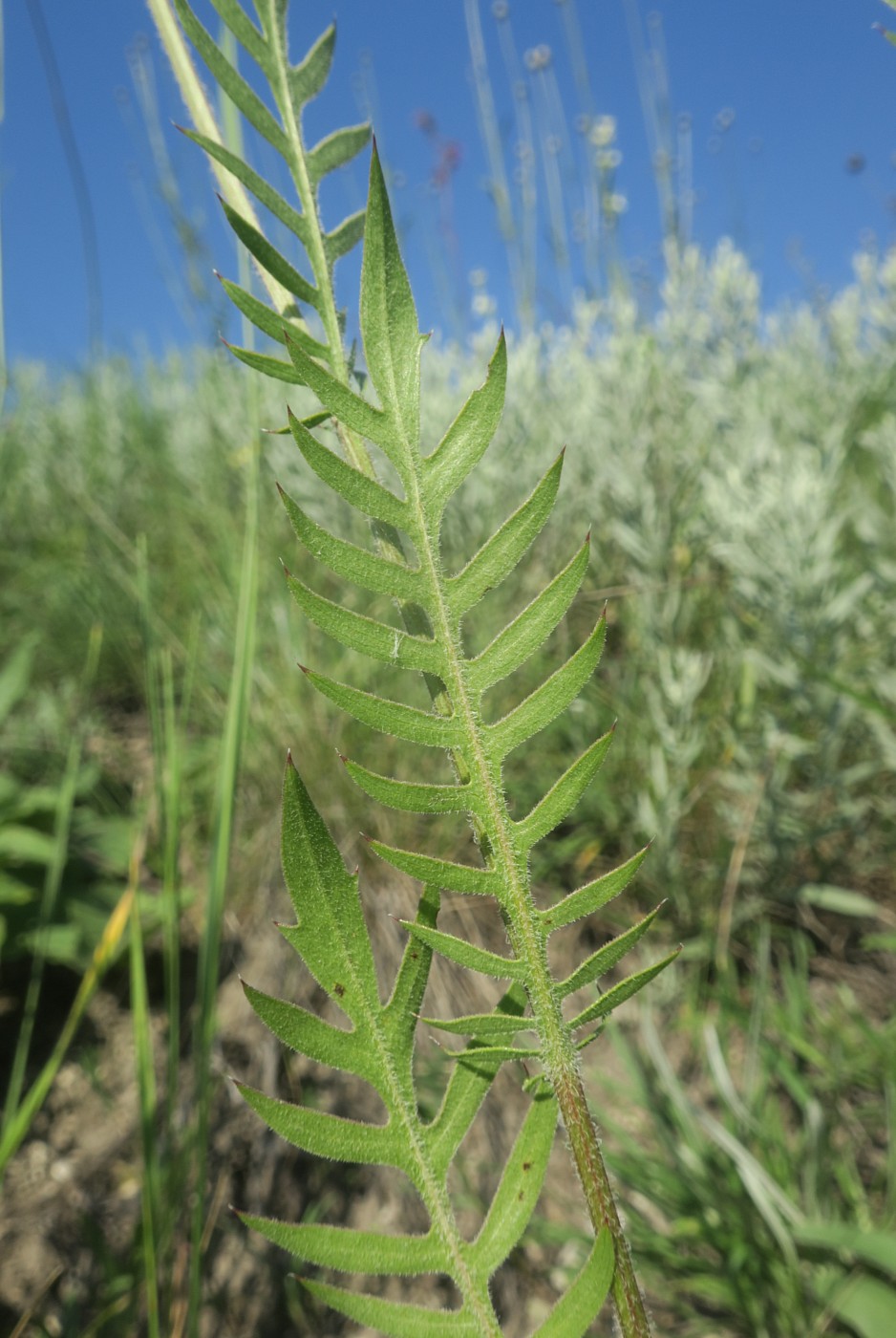 Image of Klasea radiata specimen.