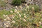 Astragalus nobilis. Плодоносящее растение. Узбекистан, хребет Нуратау, Нуратинский заповедник, урочище Хаятсай, около 1500 м н.у.м., каменисто-щебнистый склон. 15.06.2014.