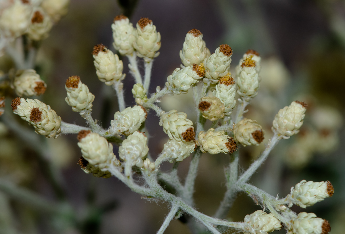 Image of Helichrysum patulum specimen.