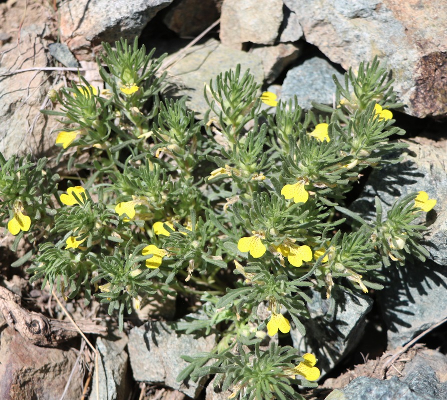 Image of Ajuga chia specimen.