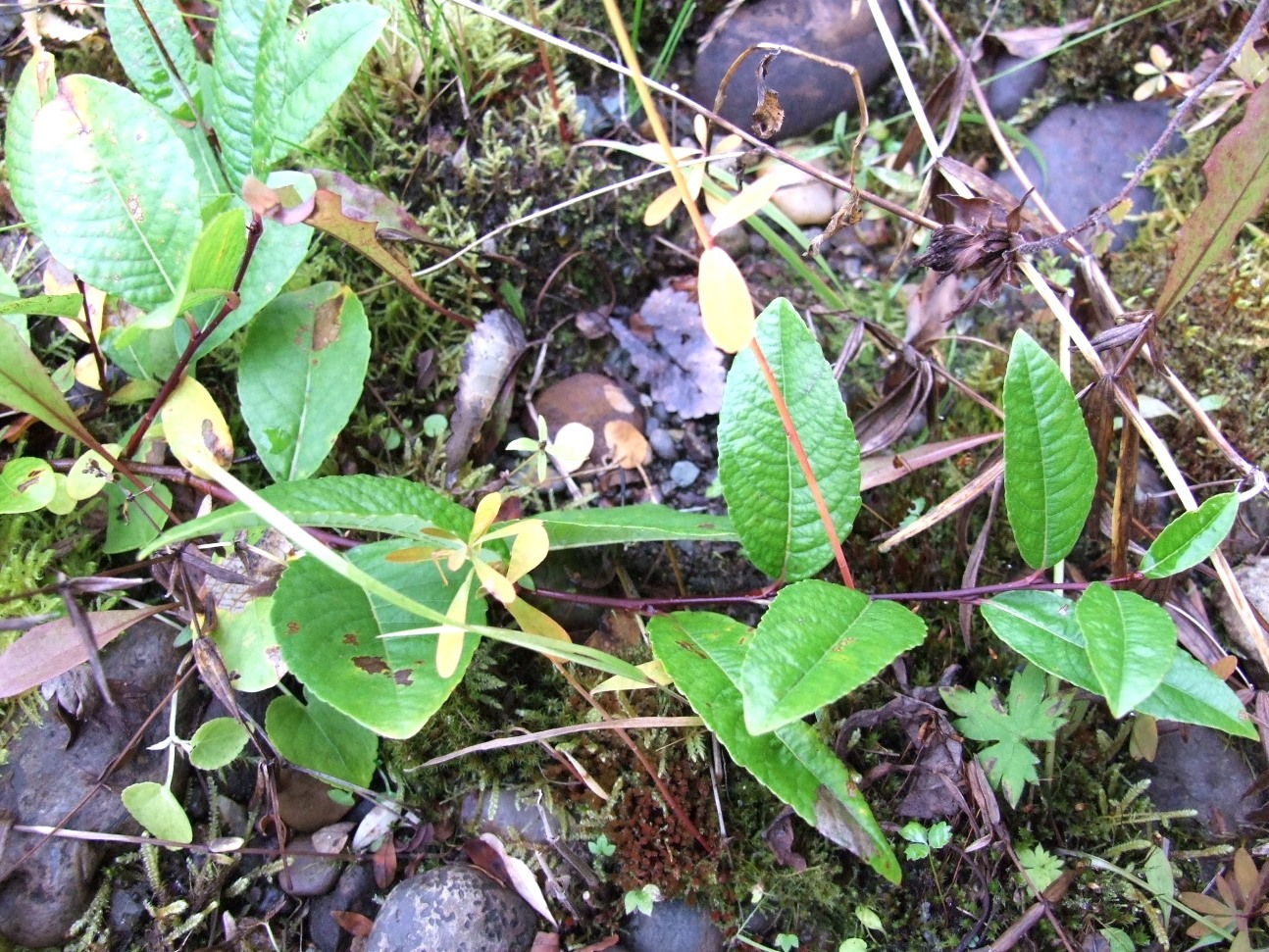 Изображение особи Salix saxatilis.