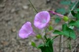 Calystegia inflata