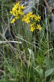 Tephroseris integrifolia. Цветущее растение на приморской луговине у подножия скалы. Мурманская обл., окр. пос. Дальние Зеленцы близ мыса Аварийный. 02.08.2010.