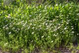 Anthemis pseudocotula. Цветущие растения. Израиль, лес Бен-Шемен. 05.03.2022.