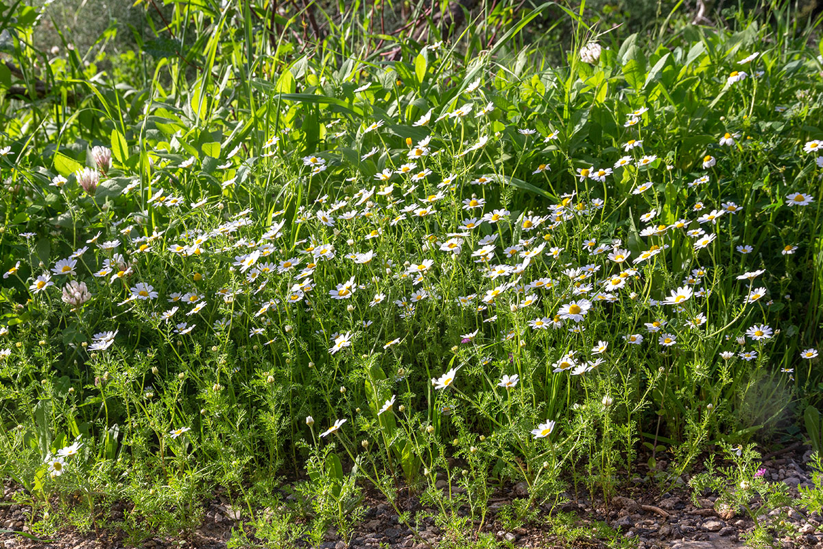 Изображение особи Anthemis pseudocotula.