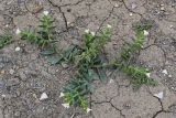 Nonea lutea