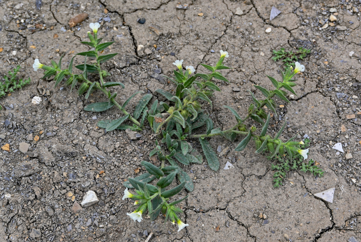 Изображение особи Nonea lutea.