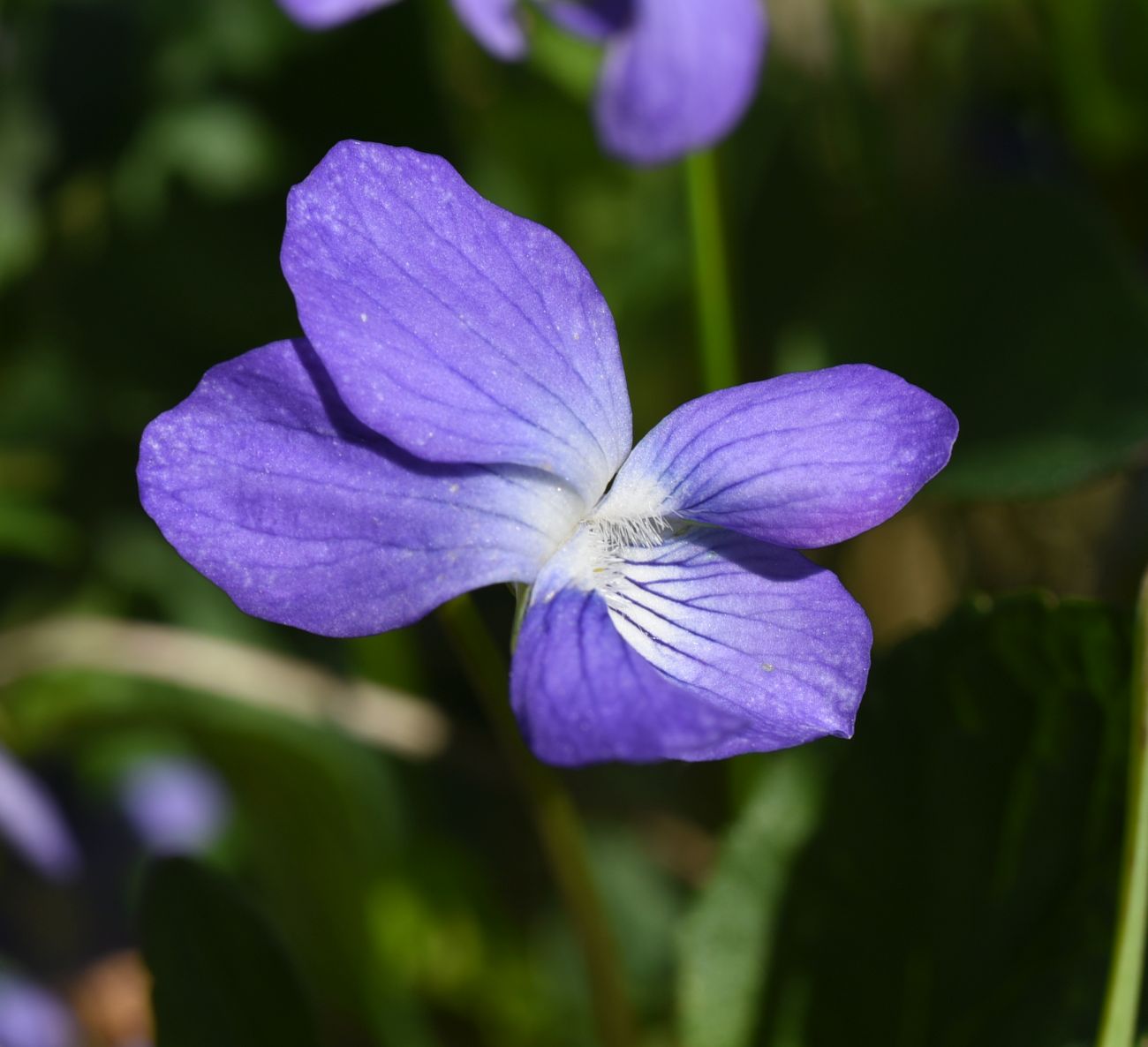 Изображение особи род Viola.