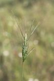 Aegilops peregrina