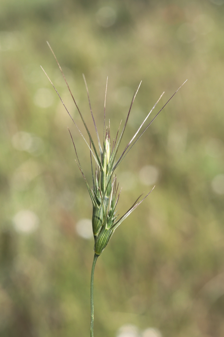 Изображение особи Aegilops peregrina.