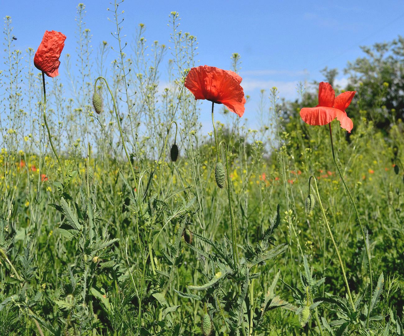 Изображение особи Papaver rhoeas.