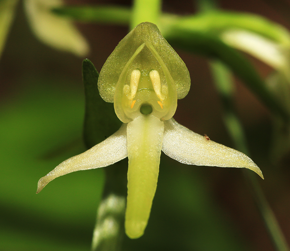 Изображение особи Platanthera × mixta.
