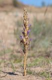 Phelipanche arenaria. Цветущее растение (паразитирует на Artemisia tschernieviana). Дагестан, Дербентский р-н, побережье Каспийского моря в 4 км к северо-востоку от пгт Мамедкала, частично закрепленные пески. 30 мая 2022 г.