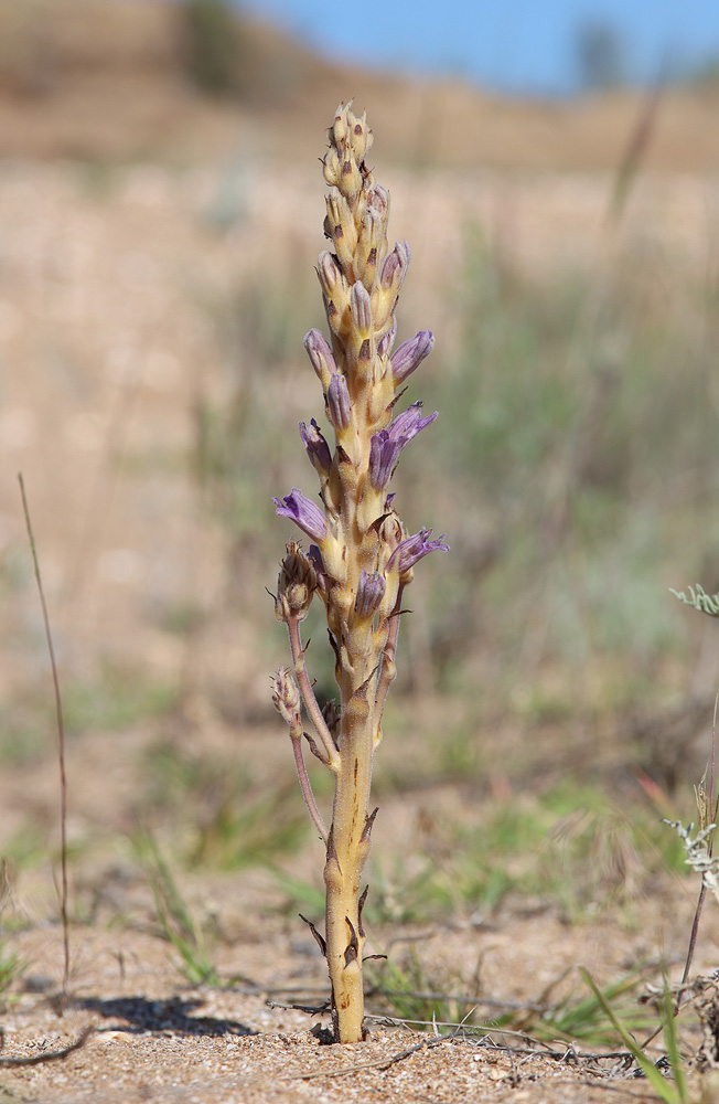 Image of Phelipanche arenaria specimen.