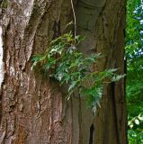 Acer saccharinum