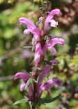 Pedicularis elata