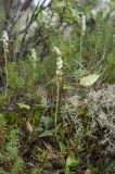 Goodyera repens