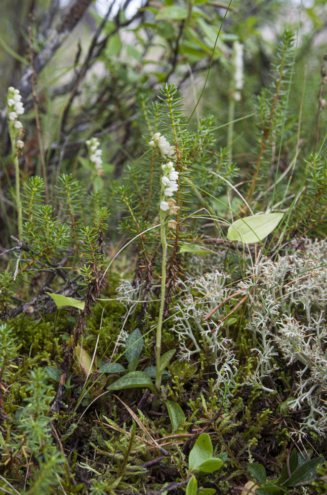 Изображение особи Goodyera repens.