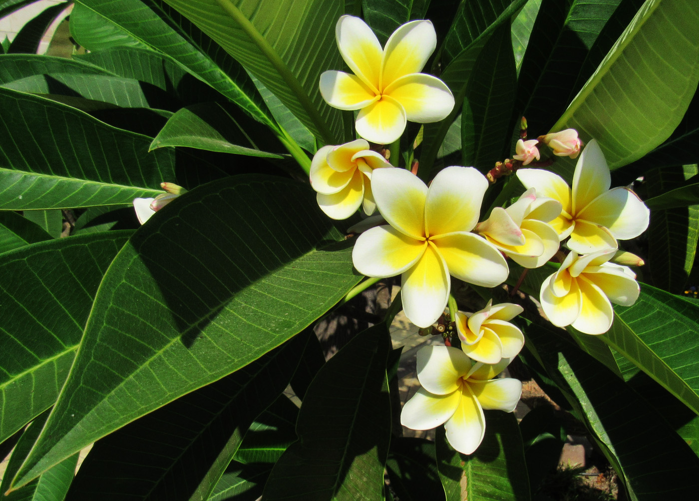 Image of Plumeria rubra var. acutifolia specimen.