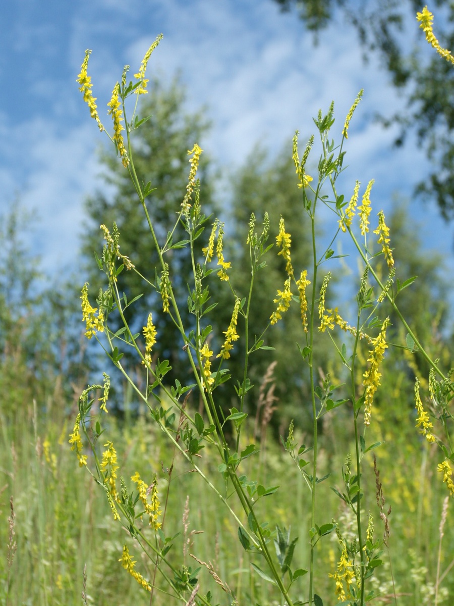 Image of Melilotus officinalis specimen.