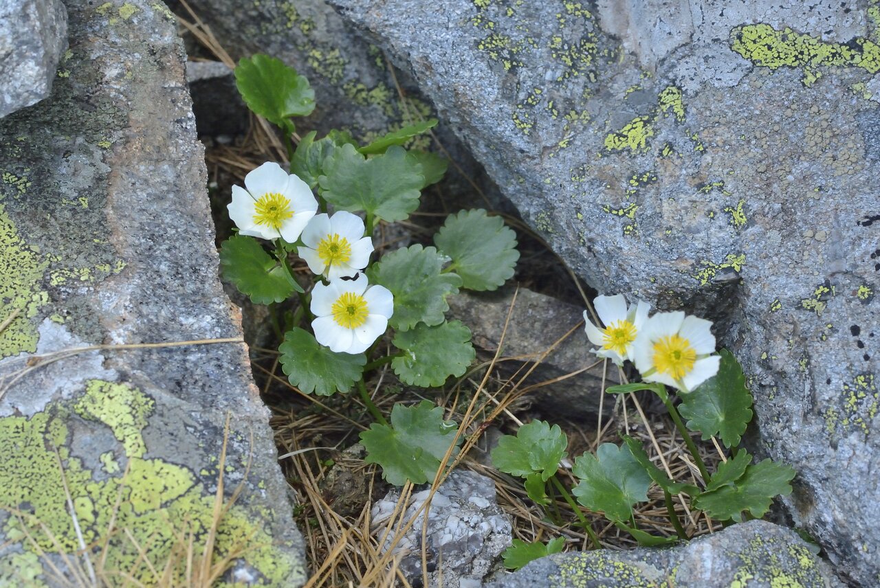 Изображение особи Ranunculus crenatus.