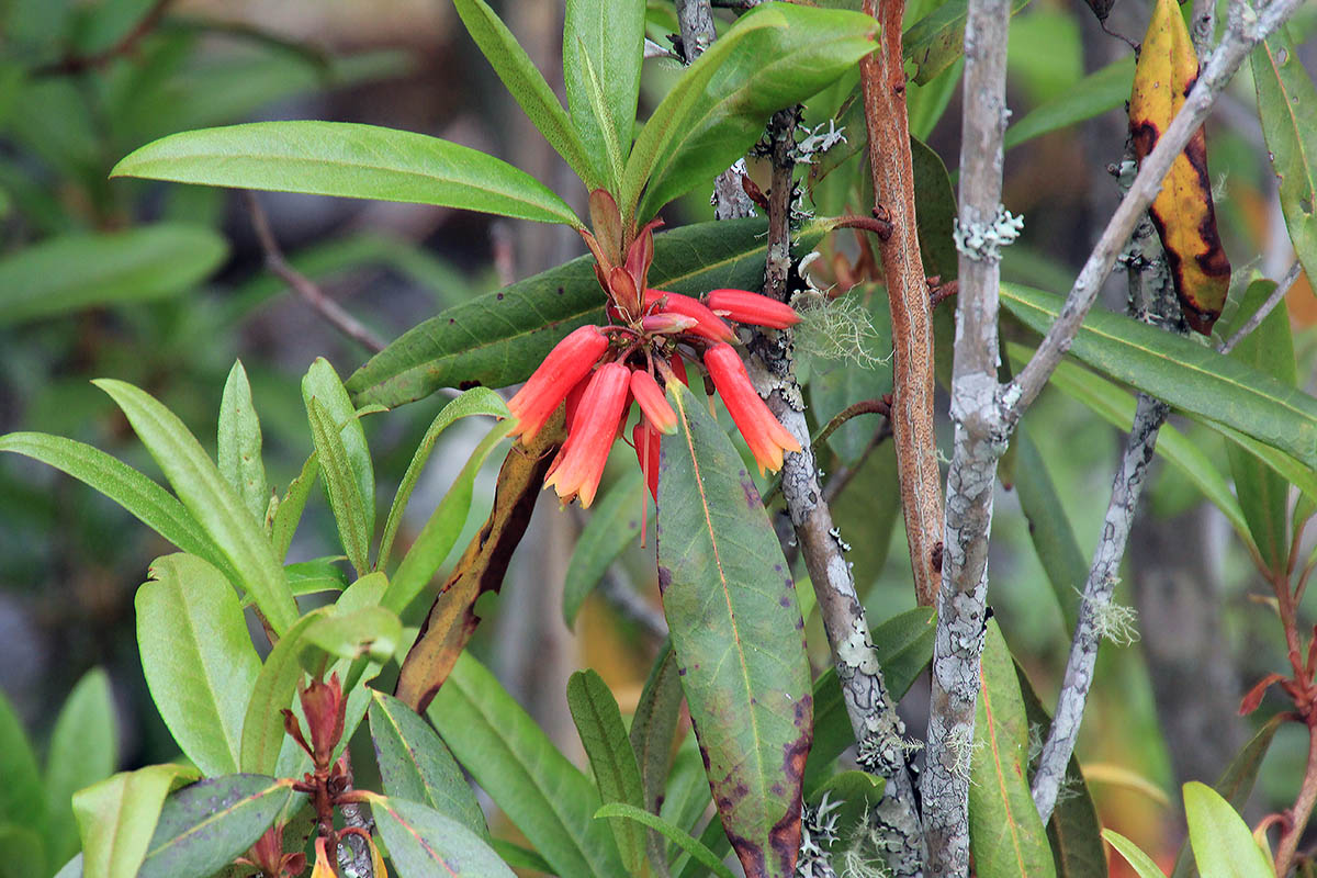 Изображение особи Rhododendron keysii.