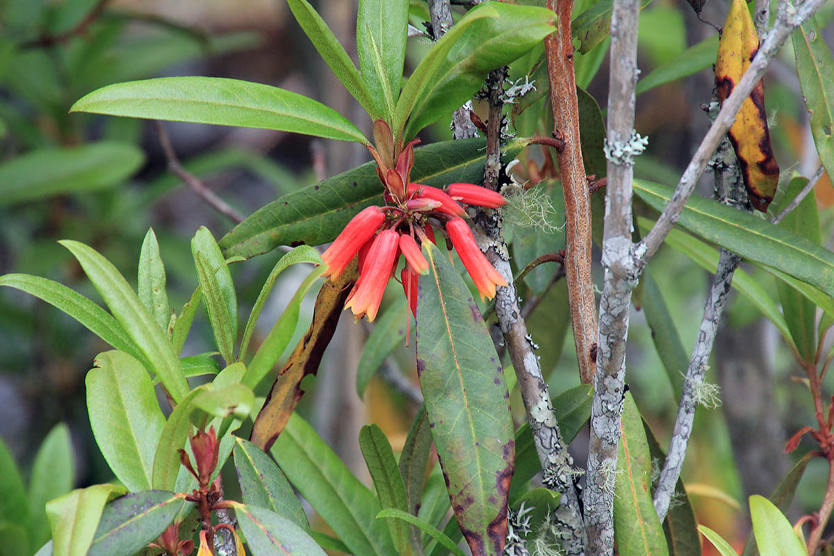 Image of Rhododendron keysii specimen.