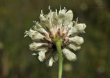 Cephalaria uralensis