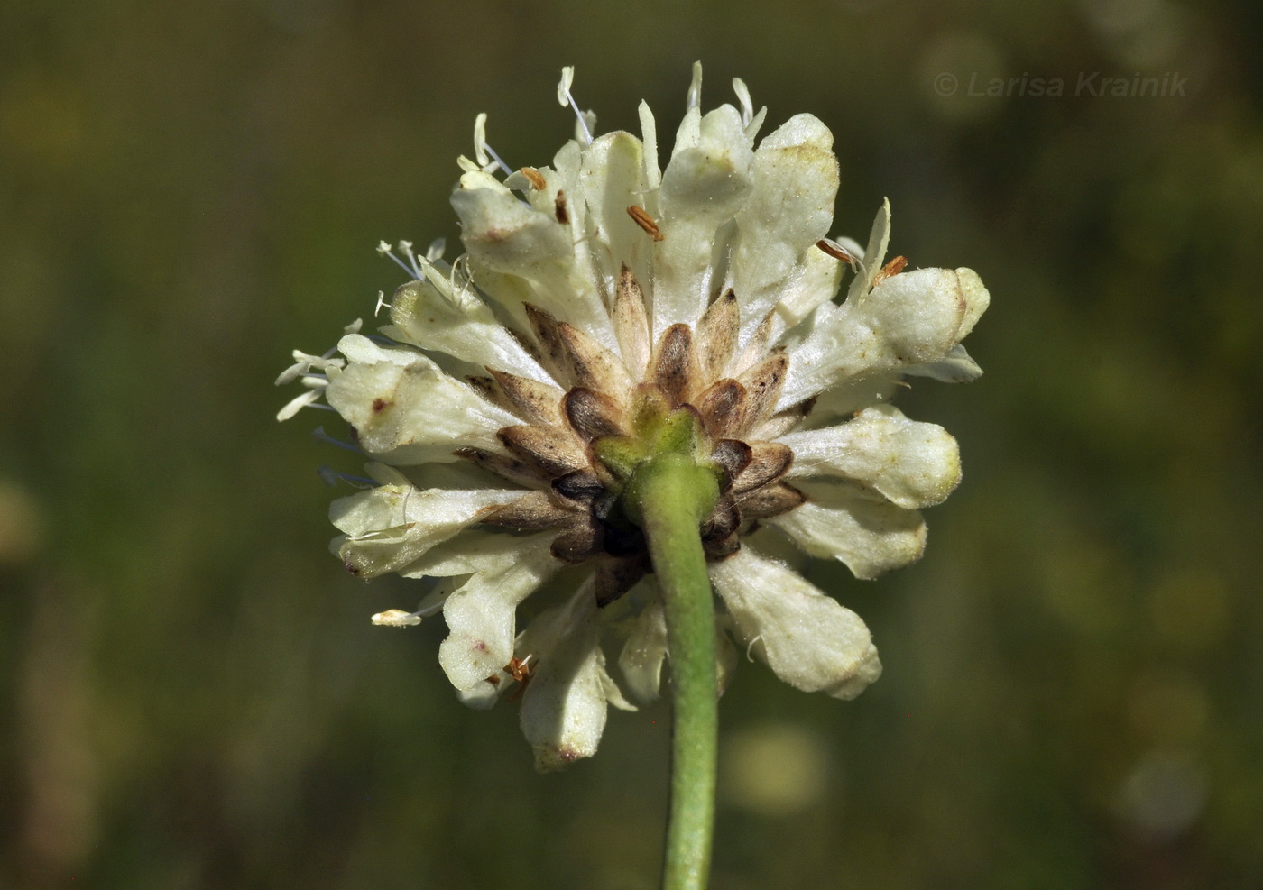 Image of Cephalaria uralensis specimen.