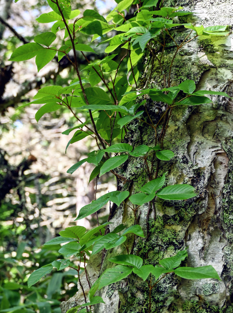 Image of Toxicodendron orientale specimen.