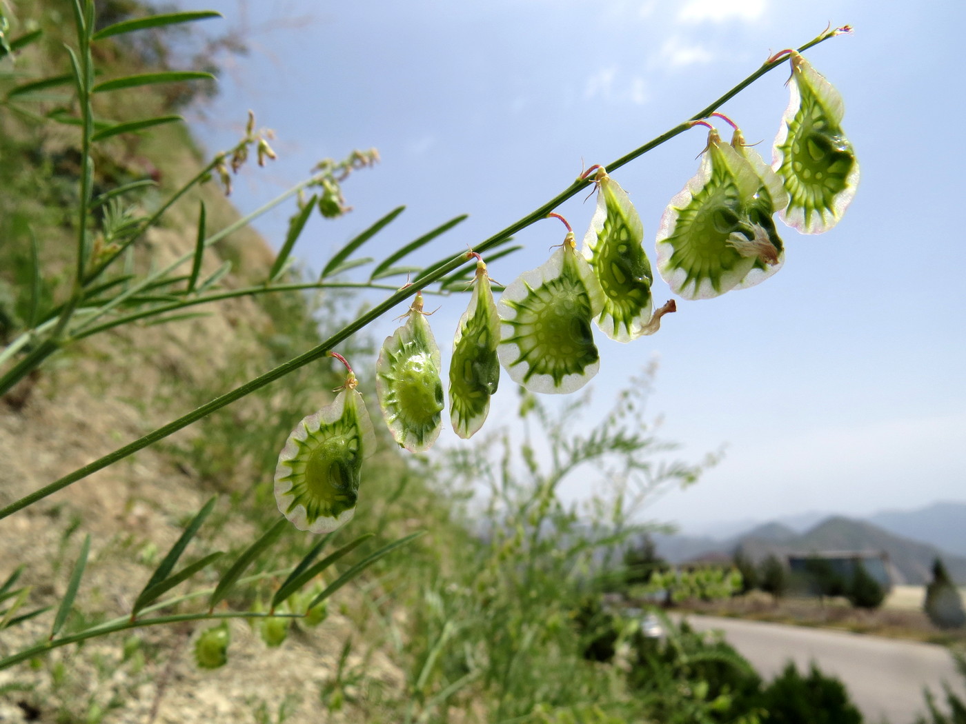 Изображение особи Onobrychis pulchella.