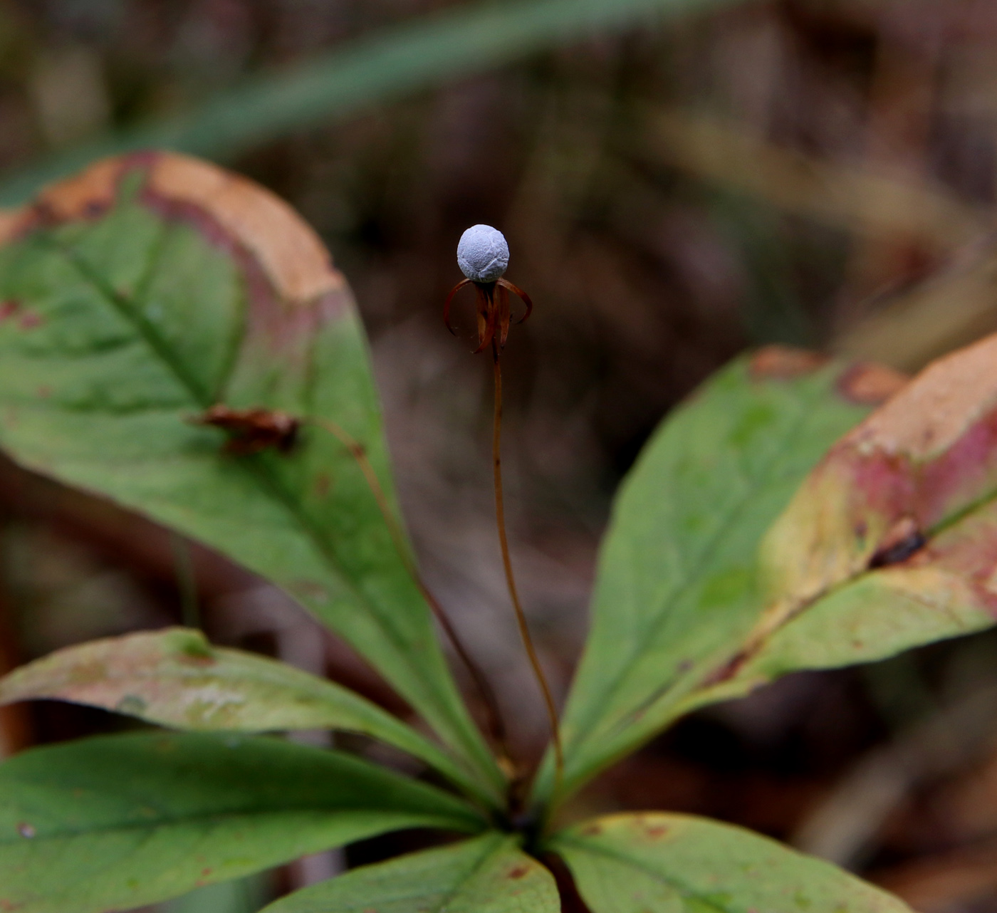 Image of Trientalis europaea specimen.