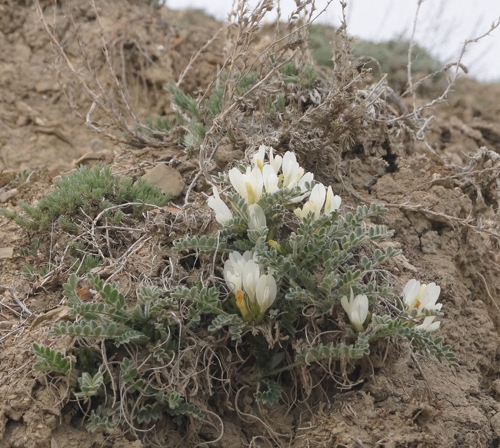 Изображение особи Astragalus rupifragus.
