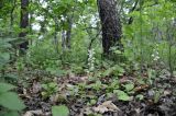 Pyrola rotundifolia