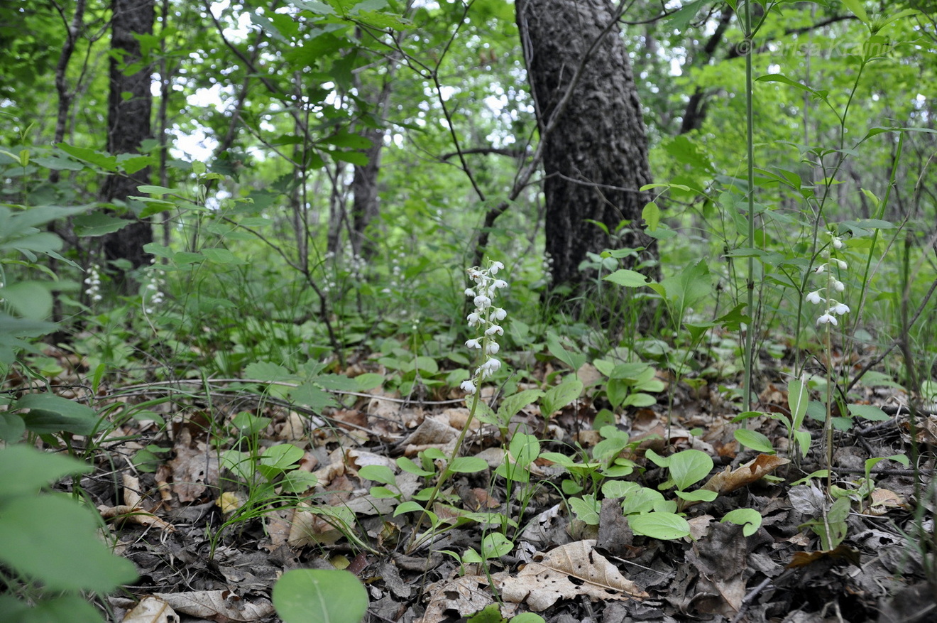 Image of Pyrola rotundifolia specimen.