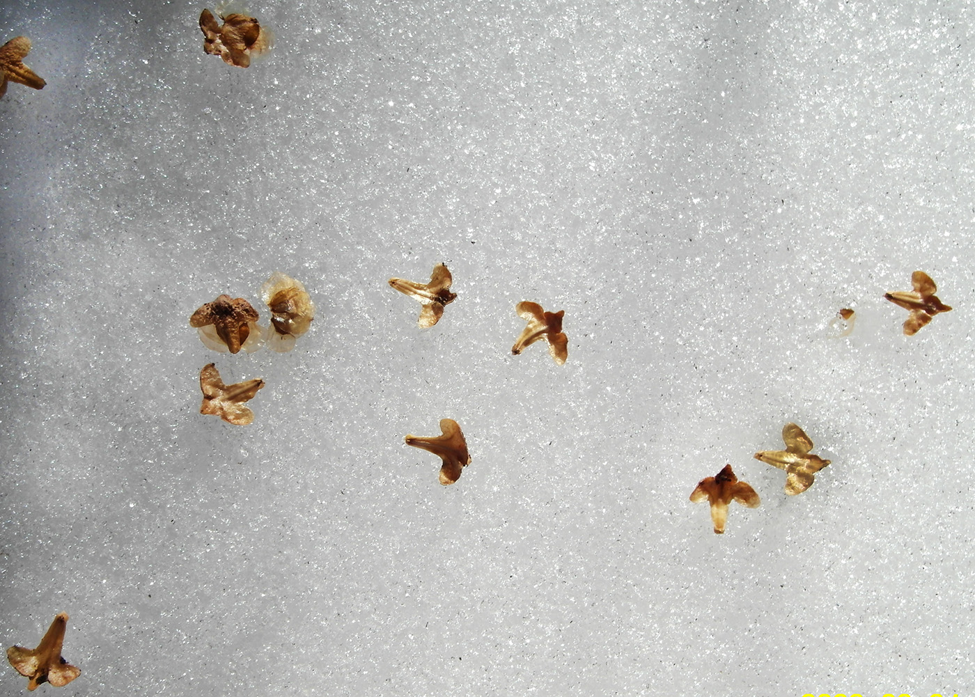 Image of Betula pendula specimen.