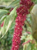 Amaranthus caudatus. Часть соцветия. Крым, Симферополь. 3 ноября 2010 г.