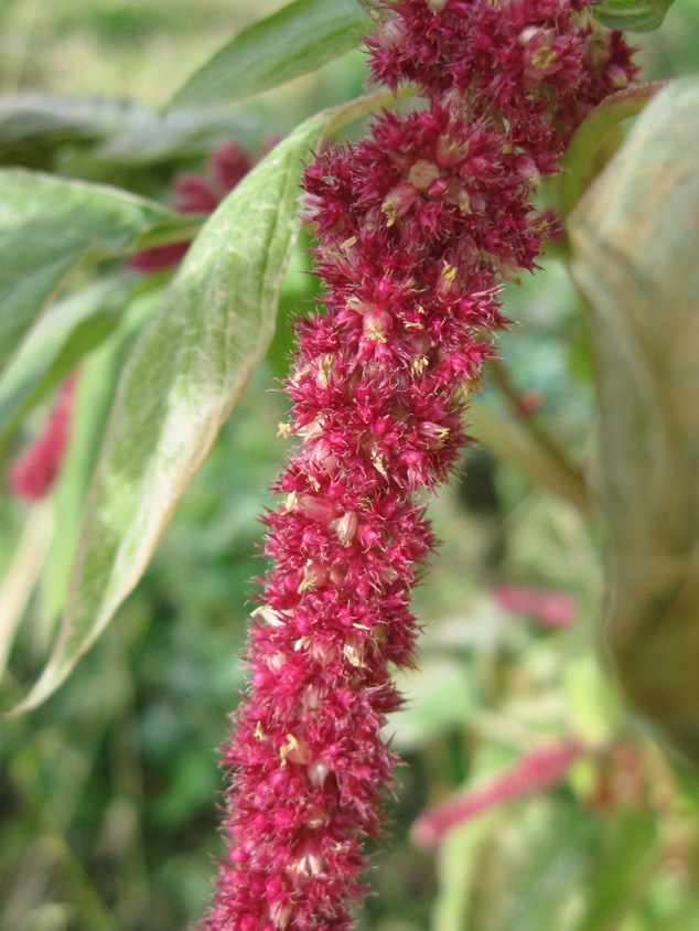 Изображение особи Amaranthus caudatus.