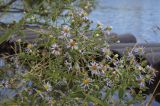 Symphyotrichum &times; versicolor