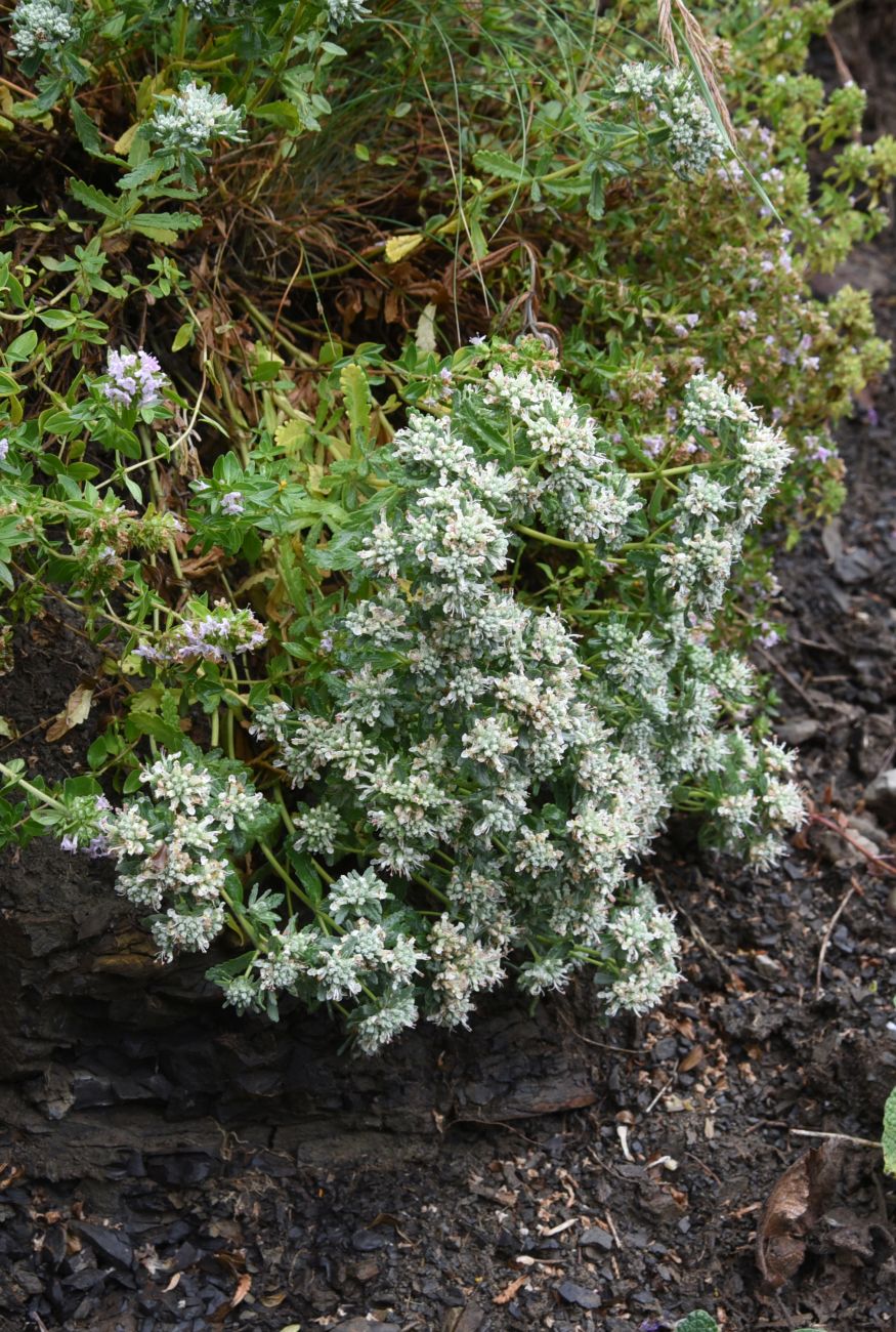 Image of Teucrium capitatum specimen.