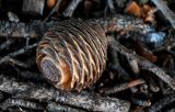 Cedrus atlantica