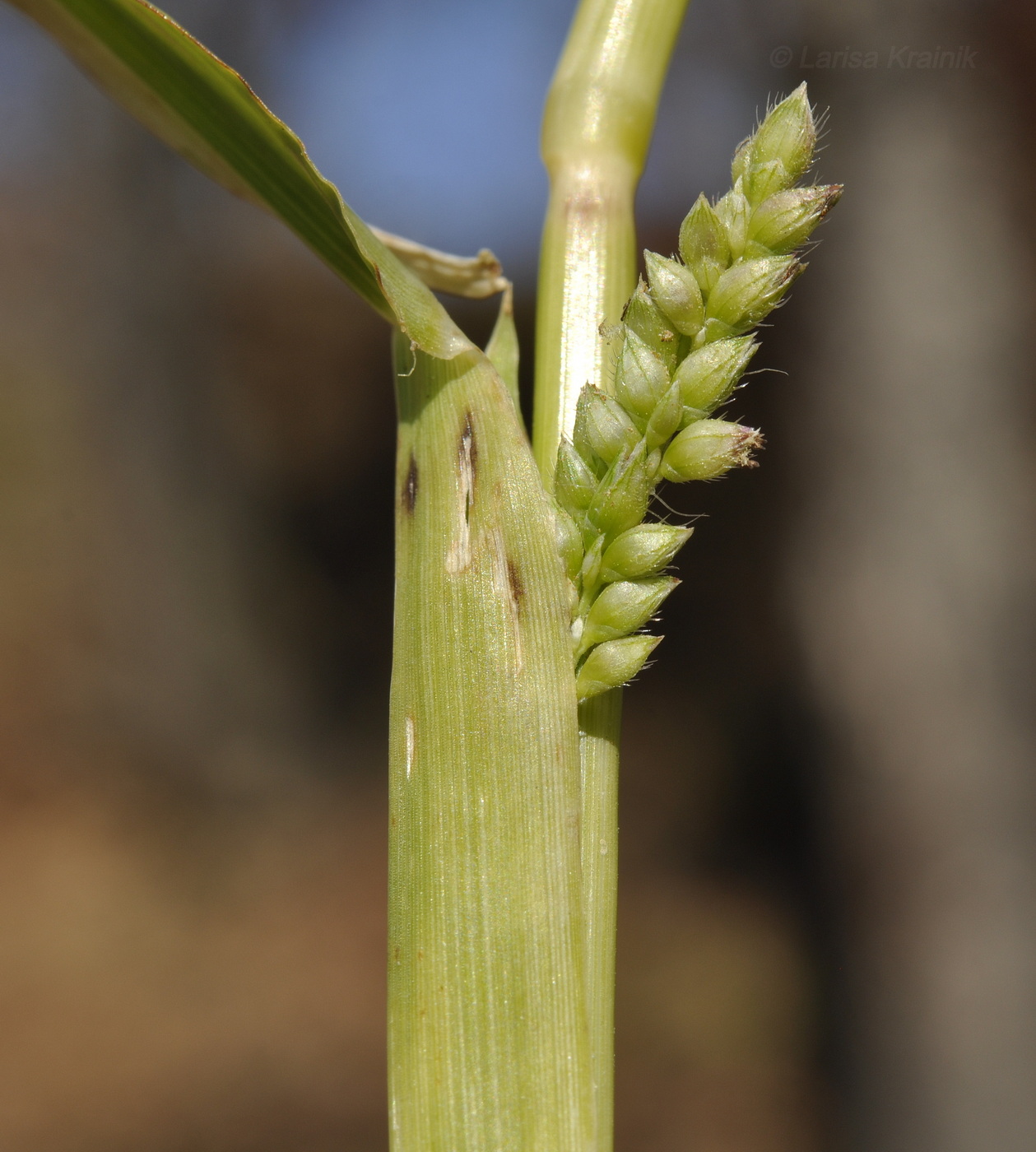 Изображение особи Echinochloa crus-galli.