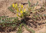 Astragalus longipetalus