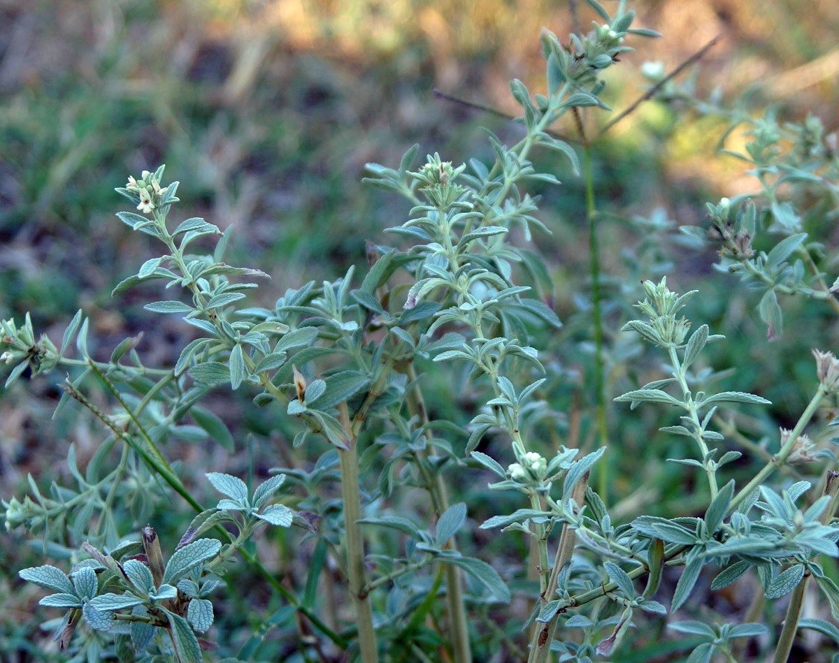 Image of Marrubium praecox specimen.