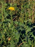 Sonchus arvensis