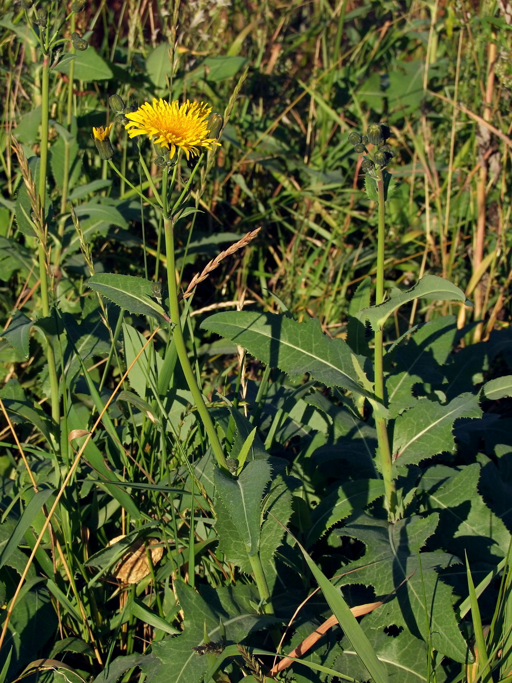 Изображение особи Sonchus arvensis.